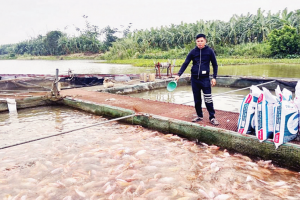 Khai thác lợi thế sông nước, nâng tầm nghề nuôi cá lồng