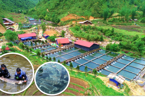Lào Cai phát huy hiệu quả mô hình kinh tế trang trại, tạo động lực cho nông nghiệp hàng hóa
