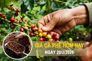 Giá cà phê hôm nay 20/2: Trong nước giữ vững vùng cao, thế giới bật tăng trở lại