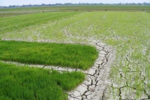 Ứng phó xâm nhập mặn ở ĐBSCL và hạn hán, cháy rừng ở khu vực Nam Trung Bộ và Đông Nam Bộ