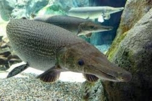 Công an tỉnh Thanh Hóa bác tin “ngộ độc do ăn trứng cá rồng”