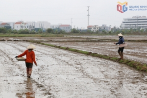 Quảng Ninh rộn ràng xuống đồng đầu Xuân Bính Ngọ 2026