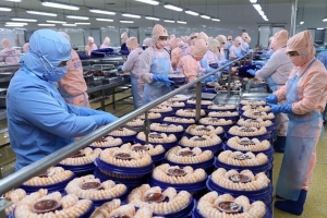 Thuế chống bán phá giá giảm, tôm Việt vẫn chịu sức ép cạnh tranh tại Hoa Kỳ