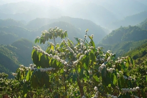 Cà phê Lâm Đồng trước “cửa ải” EUDR