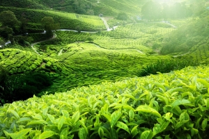 Chè Thái Nguyên và hành trình nâng tầm vị thế cây tỷ đô qua chuỗi cung ứng an toàn