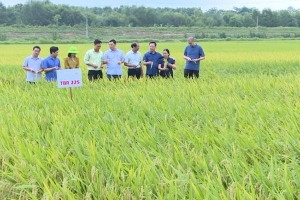 Thanh Hóa quy hoạch hơn 24.000 ha lúa chất lượng cao, nâng giá trị sản xuất nông nghiệp