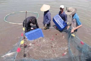 Tây Ninh bảo đảm sản xuất nuôi trồng thủy sản phát triển ổn định, bền vững