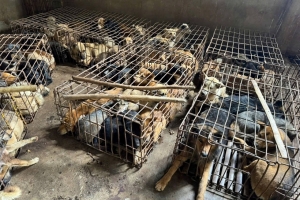Đắk Lắk: Triệt phá điểm tập kết, thu giữ 70 cá thể chó nghi do trộm cắp