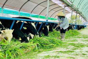 Lâm Đồng: Khoa học – công nghệ giải những bài toán thực tiễn phát triển