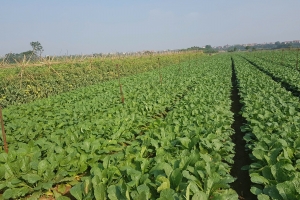 Nông nghiệp xanh góp phần hình thành vành đai sinh thái cho Thủ đô