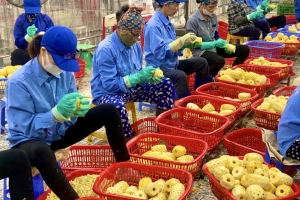 Thanh Hóa: Hoạt động chế biến sản phẩm nông nghiệp được chú trọng và đạt nhiều kết quả tích cực