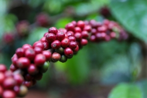 Giá cà phê hôm nay 18/3: Cao nhất 90.700 đồng/kg