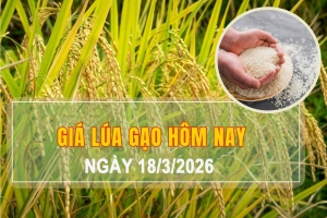 Giá lúa gạo hôm nay 18/3: Thị trường trầm lắng, gạo nguyên liệu xuất khẩu giảm