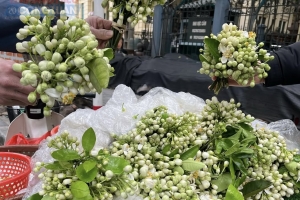 Hương bưởi tháng Ba, nét duyên thầm của Hà Nội