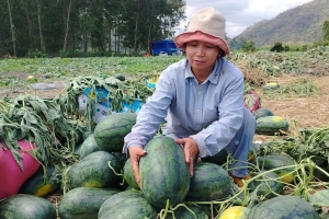 Dưa hấu Gia Lai rớt giá còn 1.000 đồng/kg, nhiều nông sản ùn ứ khó tiêu thụ