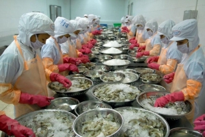Tôm nguyên liệu giảm sâu dù nguồn cung hạn chế