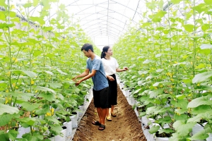 Bắc Ninh: Đẩy mạnh sản xuất, kinh doanh nông sản, thực phẩm an toàn vì sức khỏe cộng đồng
