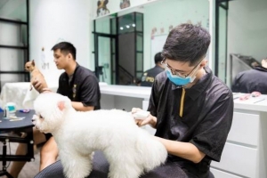 Việt Nam trở thành điểm đến chiến lược của doanh nghiệp Hàn Quốc trong ngành thú cưng