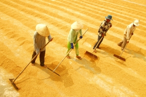 Xuất khẩu gạo năm 2026: Nhiều cơ hội nhưng cũng không ít thách thức, khó khăn