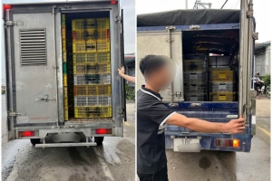 Phát hiện 4 xe chở hàng nghìn gia cầm giống vi phạm vệ sinh thú y trên Quốc lộ 1A