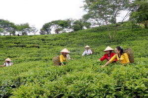 Đến năm 2030, Lào Cai phấn đấu tăng trưởng giá trị sản xuất nông nghiệp đạt từ 5%/năm trở lên