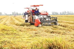 Đồng Tháp triển khai đồng bộ giải pháp ổn định thị trường lúa gạo