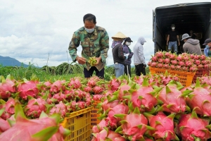EU kiểm tra thanh long Việt Nam ở mức 30%: Làm rõ thông tin, củng cố niềm tin xuất khẩu