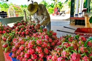 Lâm Đồng: Tái cấu trúc ngành hàng thanh long