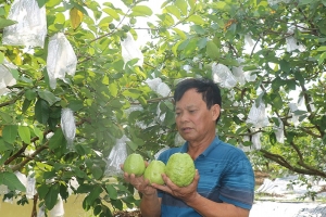 Hưng Yên: Mở rộng vùng trồng ổi theo tiêu chuẩn VietGAP