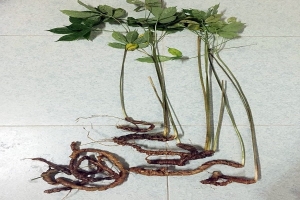 Lâm Đồng: “Đánh thức” báu vật đại ngàn – Sâm Lang Biang trên hành trình trở thành dược liệu quốc gia