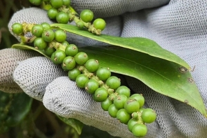 Giá tiêu hôm nay 1/4: Vượt mốc 141.000 đồng/kg