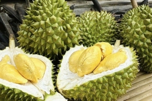 Giá sầu riêng hôm nay 2/4: Ri6 loại A có giá 110.000 đồng/kg