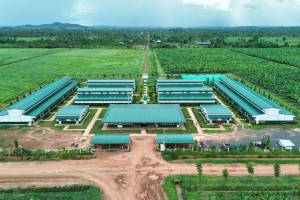 HAGL Agrico lỗ lũy kế hơn 10.000 tỷ đồng, đối mặt áp lực hoạt động liên tục