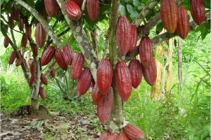 Chế biến sâu – “chìa khóa” nâng giá trị ca cao Việt trên thị trường toàn cầu