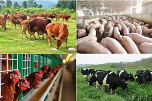 Chăn nuôi Việt Nam tăng tốc nhờ công nghệ: Động lực mới cho tăng trưởng bền vững