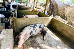 Lâm Đồng chấn chỉnh công tác kiểm soát giết mổ động vật, siết chặt kỷ cương quản lý