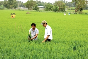 'Cánh đồng không dấu chân': Khi khuyến nông phải trở lại đúng vai trò