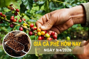 Giá cà phê hôm nay 9/4: Lao dốc mạnh, mất mốc 85.000 đồng/kg