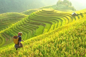Lào Cai: Nâng tầm thương hiệu sản phẩm vùng miền gắn với phát triển du lịch - Bài toán từ thực tiễn
