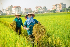 Giá lúa gạo hôm nay 14/6: Giao dịch chậm, gạo thơm xuất khẩu giữ giá cao