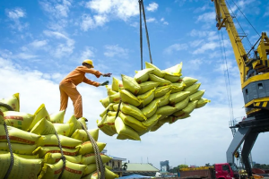 Giá lúa gạo đồng loạt tăng, xuất khẩu khởi sắc