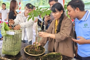 Đà Nẵng: Sẽ tổ chức phiên chợ đêm Sâm Ngọc Linh hàng tháng