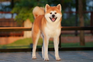 Akita Inu – “quốc khuyển” Nhật Bản khiến dân chơi thú cưng săn đón vì quá đẳng cấp