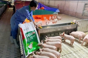 Phú Thọ đẩy mạnh tái đàn, phát triển chăn nuôi an toàn sau dịch