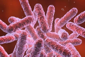 Tìm hiểu về bệnh Melioidosis và mối nguy từ vi khuẩn "sốt đất"