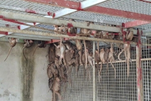 Nghệ An: Triệt phá đường dây buôn bán động vật hoang dã quý hiếm qua mạng xã hội