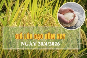 Giá lúa gạo hôm nay 20/4: Thị trường ổn định
