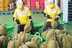 Xuất khẩu rau quả bứt tốc, doanh nghiệp tận dụng “cửa sáng” thị trường toàn cầu