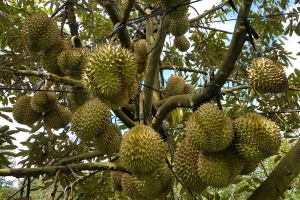 Giá sầu riêng hôm nay 21/4: Sầu Musang King giữ đỉnh 180.000 đồng/kg