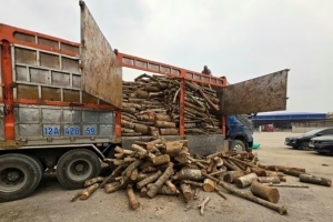 Công an tỉnh Lạng Sơn: Bắt giữ vụ vận chuyển trái phép 25,8 tấn gỗ các loại